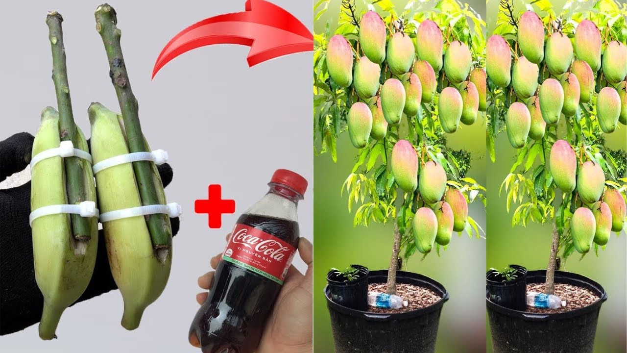 Super special technique: propagating mangoes with coca cola