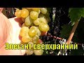 Виноград для начинающих. Элегант сверхранний.