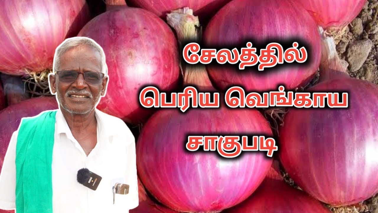 சேலத்தில் பெரிய வெங்காய சாகுபடி  | பெரிய வெங்காயம் விவசாயம் | Country Farmss | Onion Farming