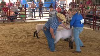 Lawrence Co. Fair Ohio - 4-H & FFA Market Lamb Show
