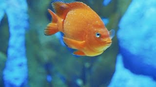 Fish HD Video.Kelp Perch Fish Close Up Video at SEA Aquarium Singapore.Fish Swimming in Tank