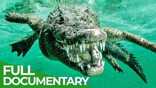 Watch Diving with Crocodiles Trailer