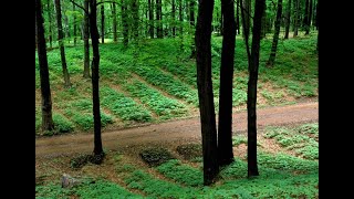 Forest Farming: Ginseng