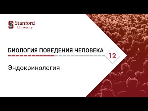 Биология поведения человека: Лекция #12. Эндокринология [Роберт Сапольски, 2010. Стэнфорд]