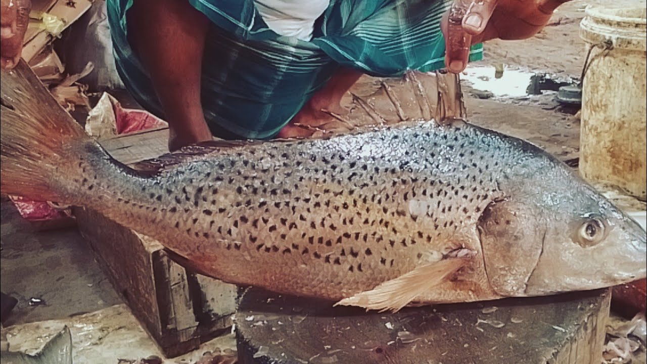 Mangrove red snapper fishing||New Zealand, worlds biggest snapper