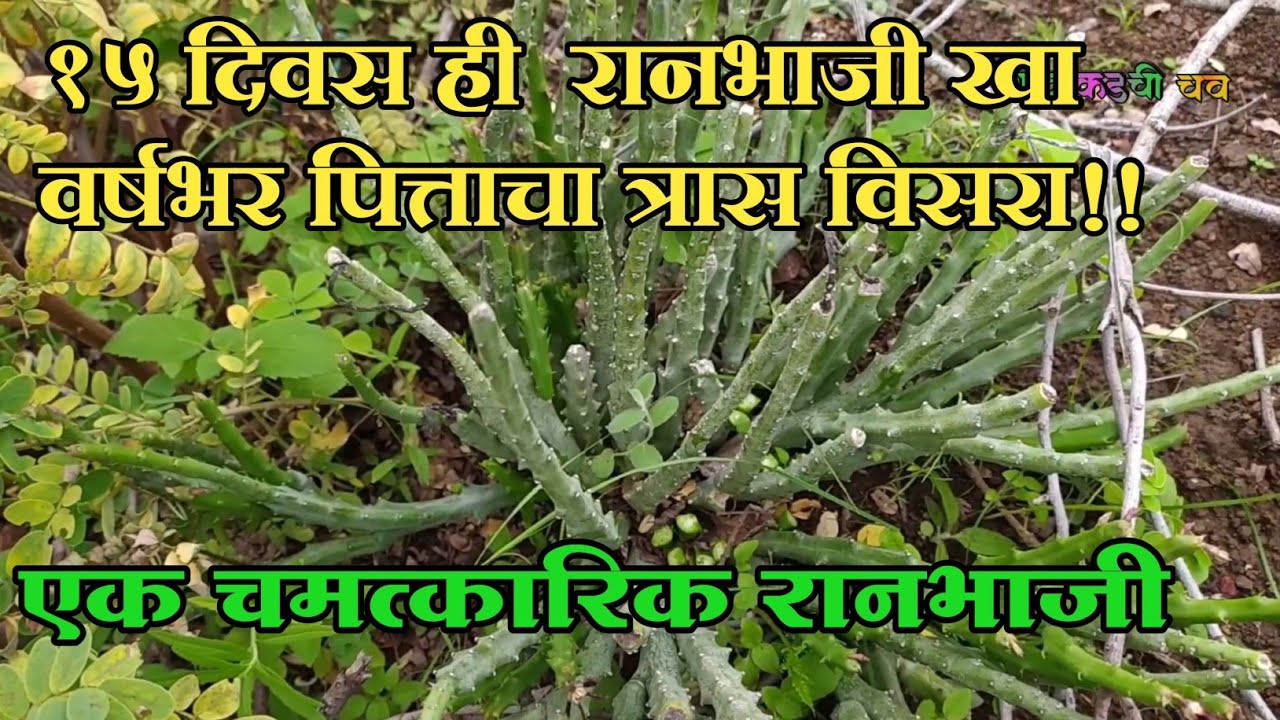 15 दिवस खा पित्त विसरा #रानभाजी शिंदळ माकड।माकूडा।एक चमत्कारिक रानभाजी।#रानभाज्यामहोत्सव #Ranbhaji