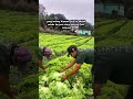 pertanian selada #organicfarming #agriculture #farming