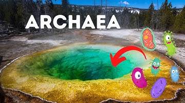 Archaea- They may look like Bacteria but they are not Bacteria