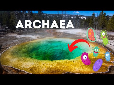 Video: Může archaea zažít mutaci?