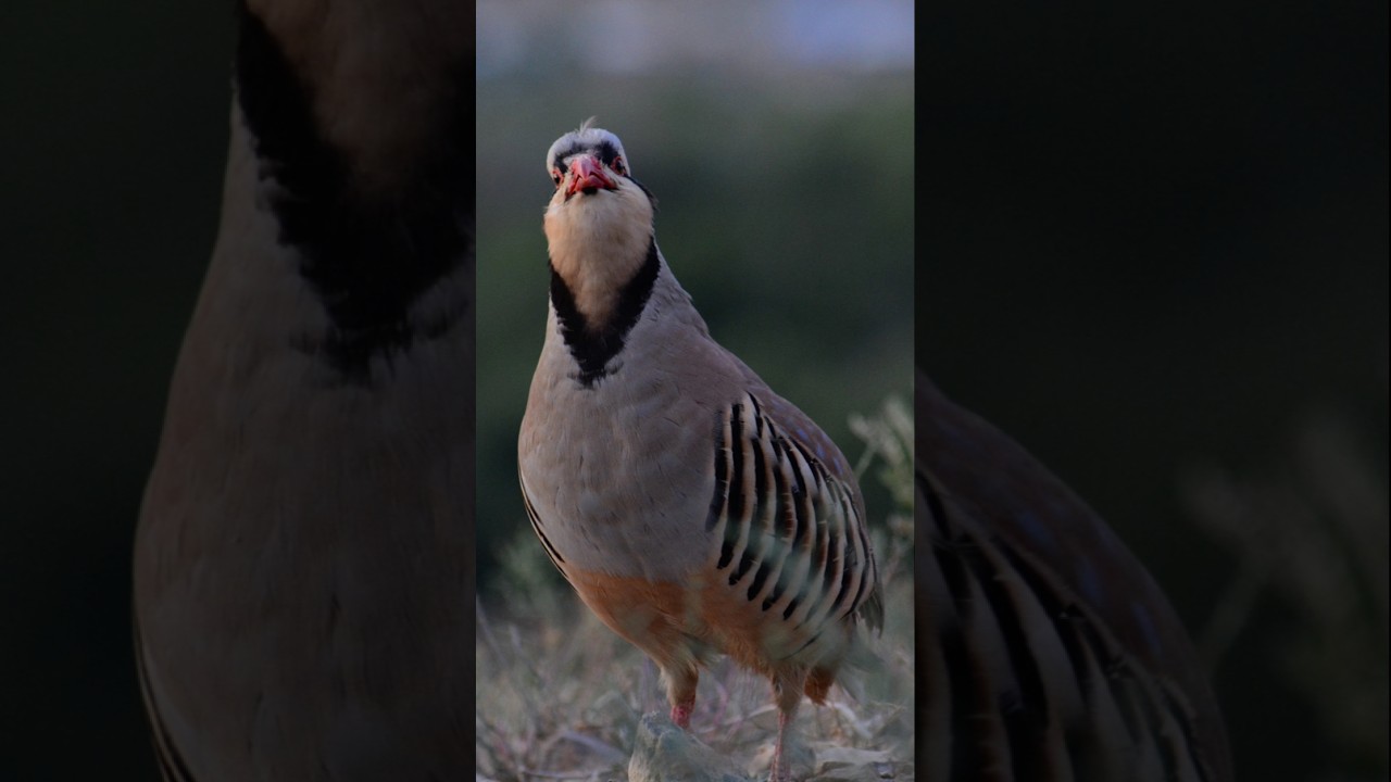 The REAL Difference Between Partridge and Chakor Beauty