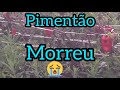 fhitofora acabou com a roça de pimentão!!