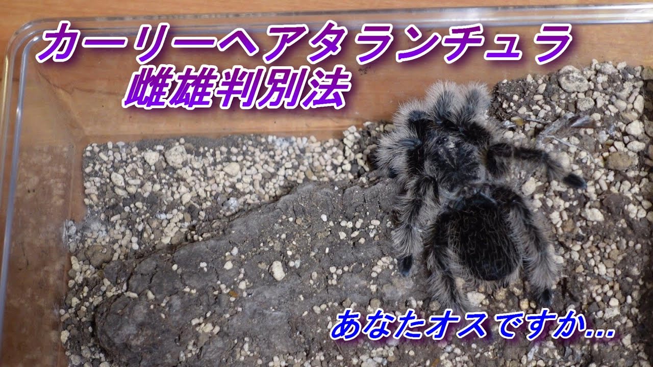 カーリーヘアタランチュラ雌雄判別…残念ながらオスと推定… - YouTube