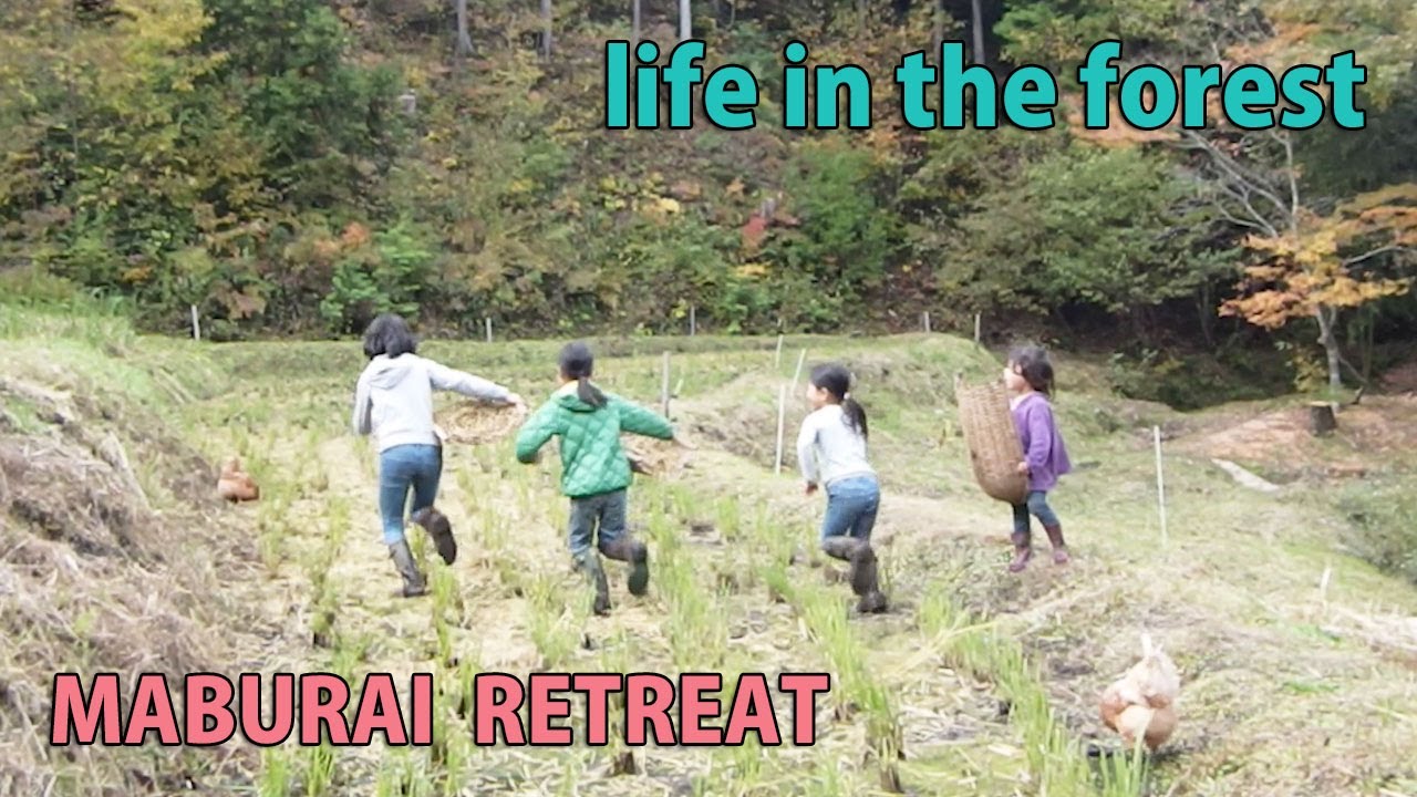 秋から冬へ　脱穀　秋冬の収穫あれこれ　ケヤキの剪定　狩猟　焚火料理　食育　山暮らし　田舎暮らし　自然育児　forest life　homestead　selfsufficient lifestyle