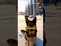Dog rescue 3 Lives #animals #wildliferescue #shorts