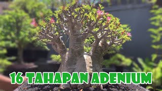 GILAAA🙄🙄 TAHAPAN ADENIUM SEDETAIL INI