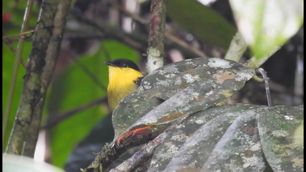 Birding Mutis and el Valle, Choco, Colombia