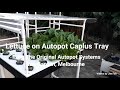 Episode 17  lettuce production on autopot caplus system