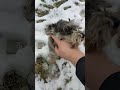 Creatures stalking the frozen wastes.