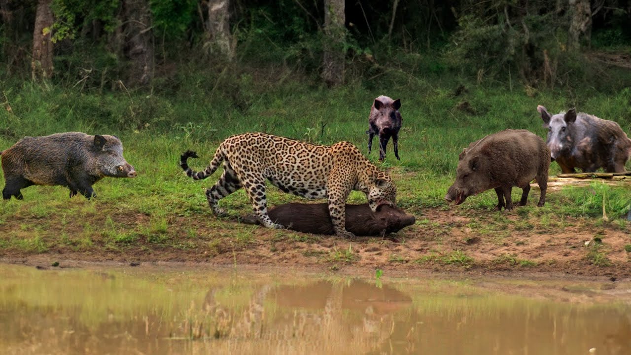 QUANDO A ONÇA TENTA ENFRENTAR O BANDO DE JAVALIS ISSO ACONTECE