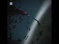 1v1 kills flying the F-15 #vfm #vr