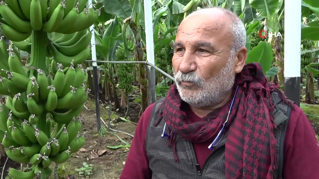 Antalya'da Yılın İlk Muz Hasadı