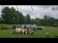 5-15-24 Sheep update!! #farm #sheep #lamb #sheepsheep