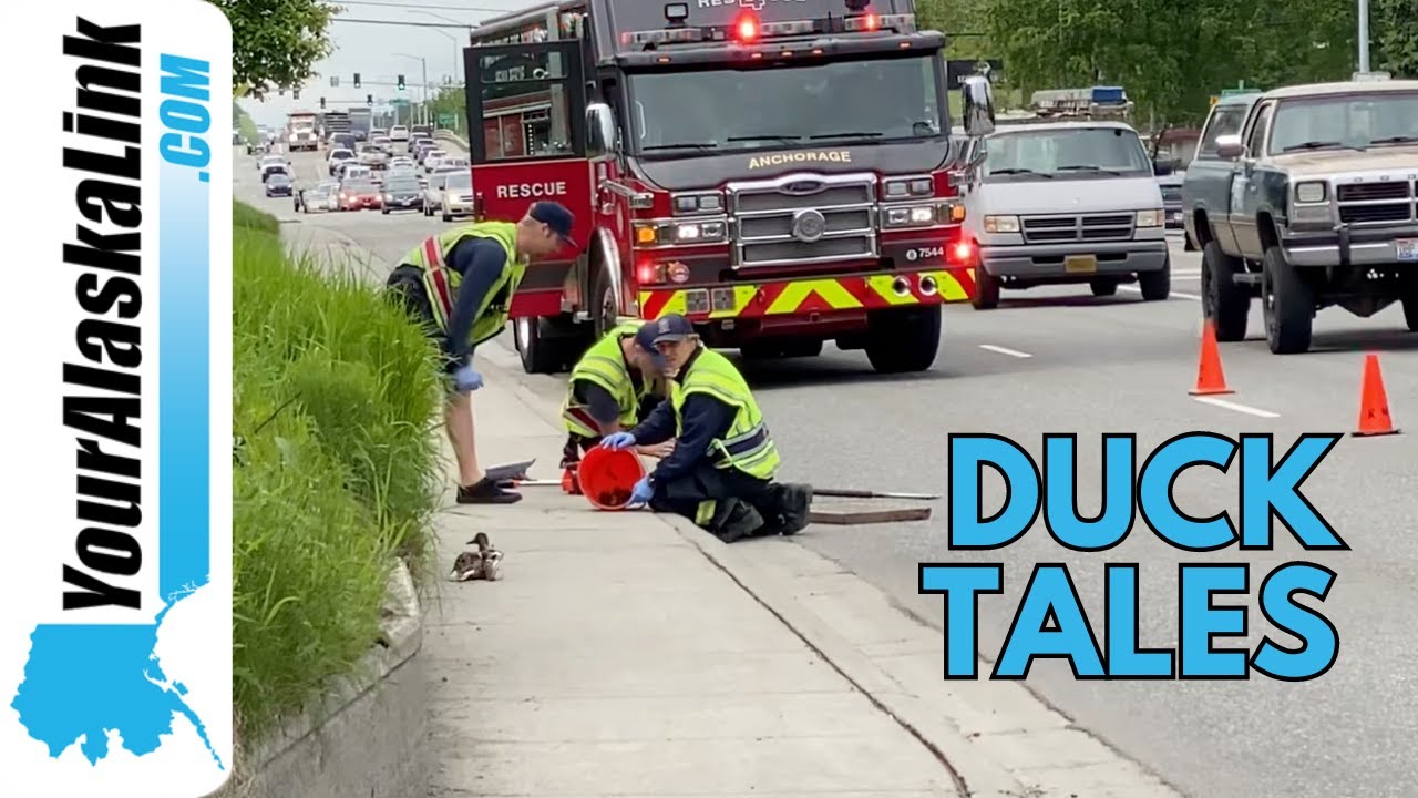 Anchorage Firefighters Rescue Ducklings from Storm Drain YouTube