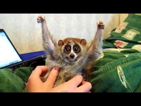 The truth behind the slow loris pet trade and 'cute' tickling slow loris videos