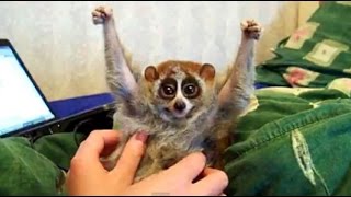 The Slow Loris, The Primate With A Surprisingly Deadly Venom