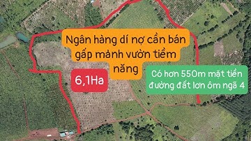Bán Đất Đăk Nông vườn mắc ca điều tơ 6,1Ha cso hơn 550m mặt tiền đường đất lớn giá bán 3ti850tr