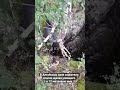 В Алтайском крае спасатели спасли щенка упавшего в 12 метровую яму