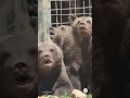 Rescued Bear Cubs Play at Libearty