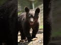 Rescued Bear Cubs Play at Libearty