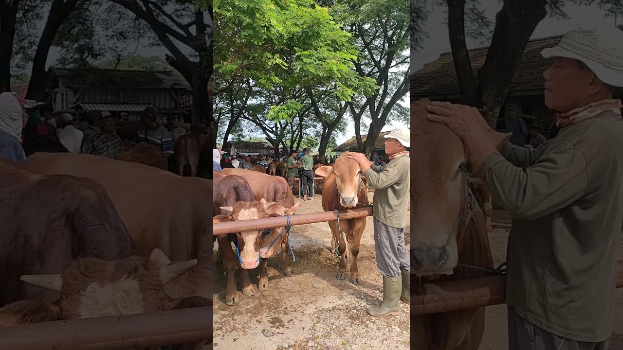 20jt ++ bisa pilih sapi jantan super 