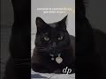 #sabiasque #pupila #gatos #cat #viralclips #vision #ojos