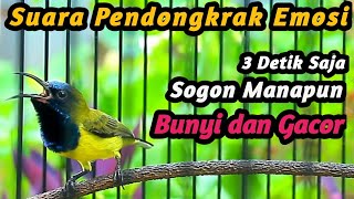 Download lagu PANCINGAN SOGON TROTOL GACOR DOR LANGSUNG EMOSI, SOGON NGERIWIK AUTO NEMBAK FULL ISIAN DIBONGKAR