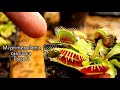 ¿Cómo cuidar mi primer planta carnvíora? - Dionaea Muscipula Parte 3