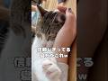 【保護猫】主のこと信頼しすぎてる寝方をする猫