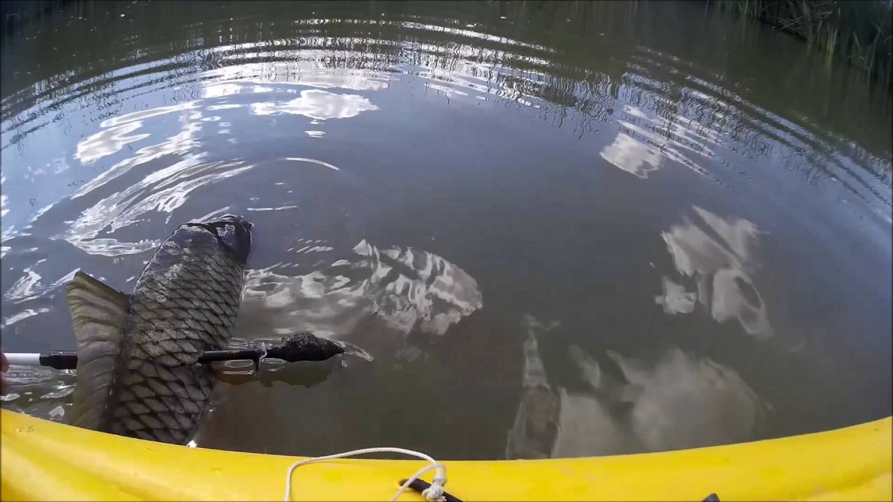 Spearing Carp With a Harpoon From a Kayak Part 1 