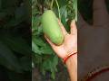কাটিমন আম #trending #ytshorts #harvest #garden #shorts #yt #youtubeshorts