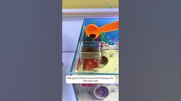 Ống cho cá ăn 2 lớp - sạch nước và tiết kiệm, còn trồng được cả cây thuỷ canh #aquatic #shorts