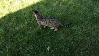 Adorable Tabby Cat going for a stroll in the grass by Cats on the Farm 245 views 2 years ago 1 minute, 5 seconds