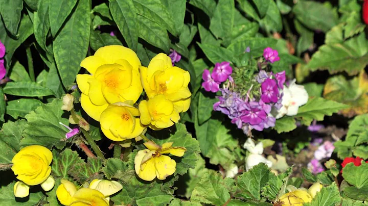 MSU Horticulture Gardens 20th Anniversary