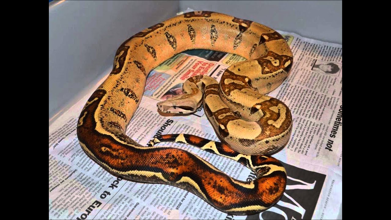 snake room temperature Jungle Het VPI T+ Update