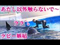 鴨川シーワールドのシャチ「ラビー」が嫉妬 Kamogawa Sea World orca シャチショー Orca Killerwhale