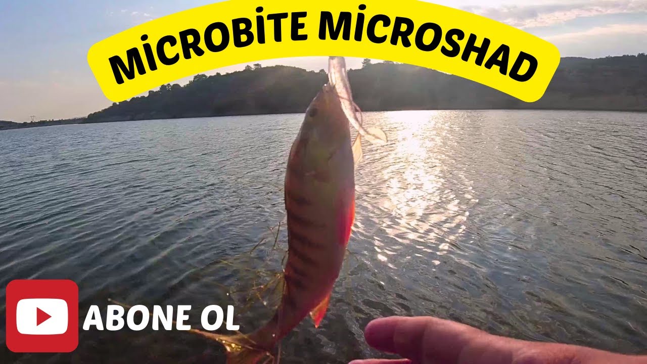 SABAH SUYU LRF İLE PERCH AVI!!! - MİCROBİTE MİCROSHAD YEMLER İNANILMAZ İŞ YAPIYOR!!! -