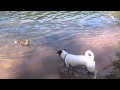 Jack Russell Terrier and duck