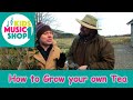 How to grow a tea plant and make your own tea