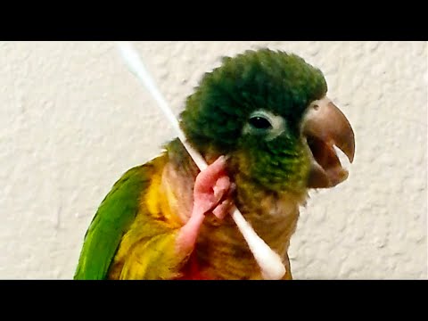 Funniest Birds Around the World