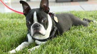 Keep Pets Safe From Summer Heat